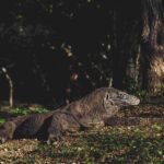 Komodo cruises tour from lombok to flores