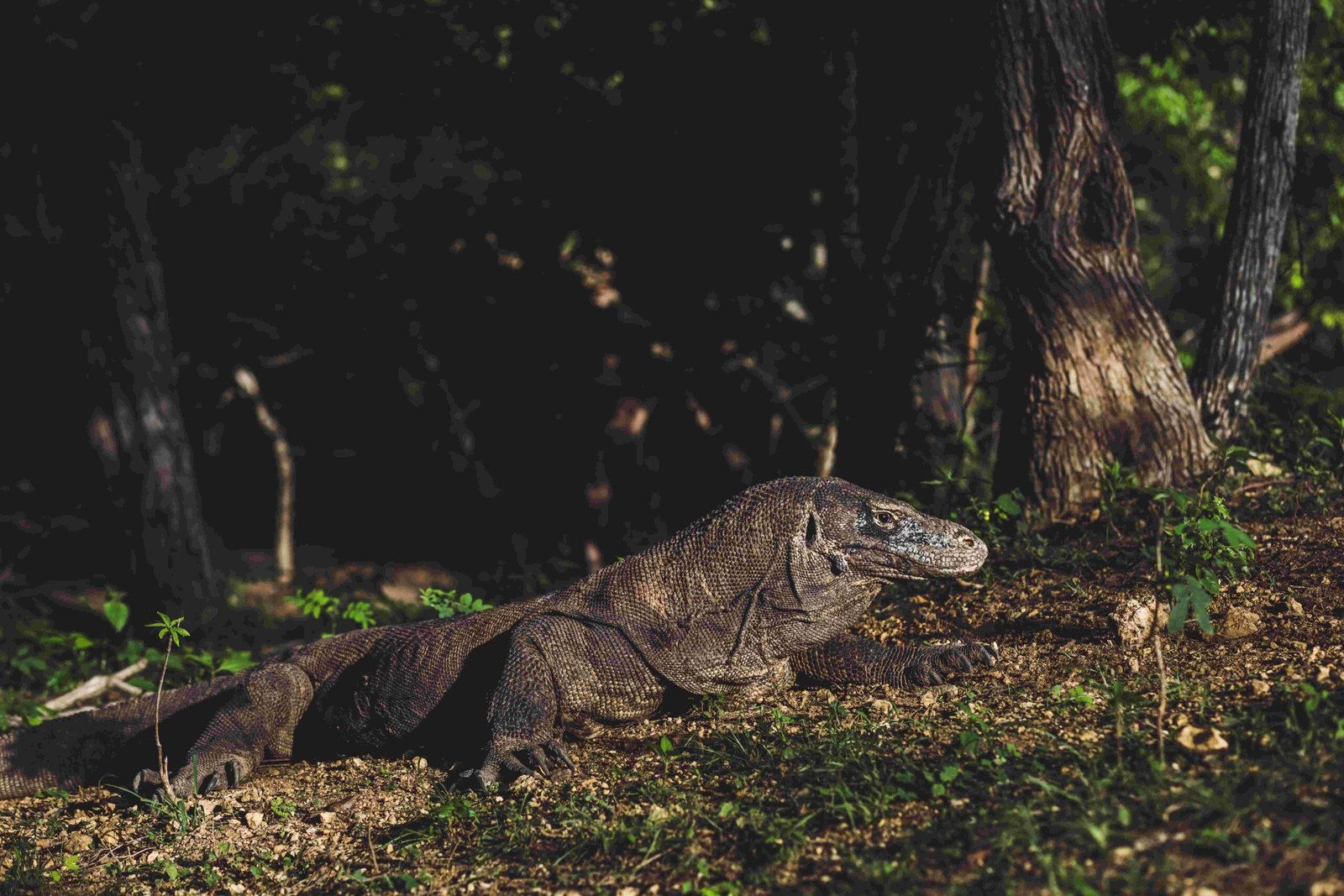 Komodo trip from lombok to flores