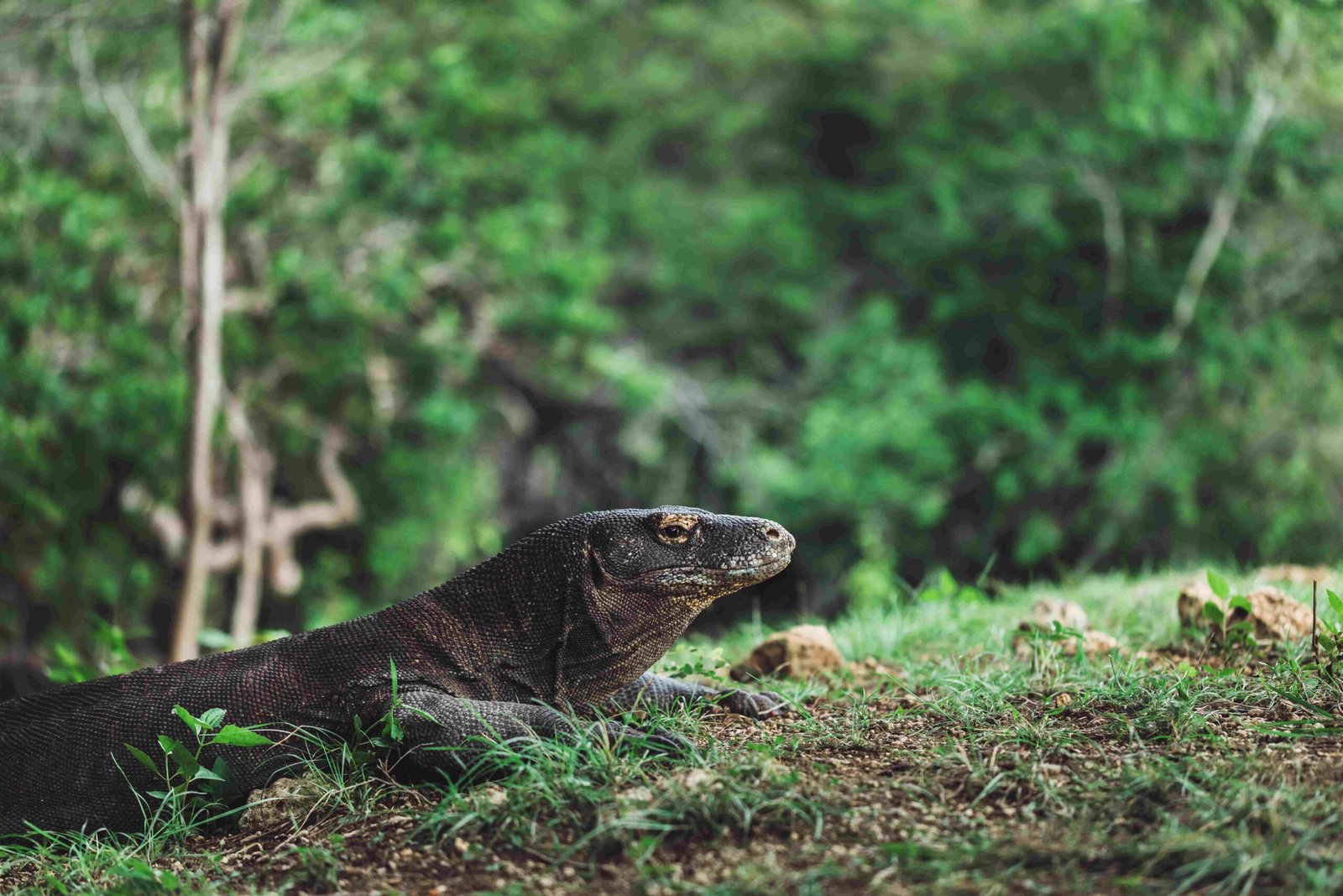 Komodo Dragon