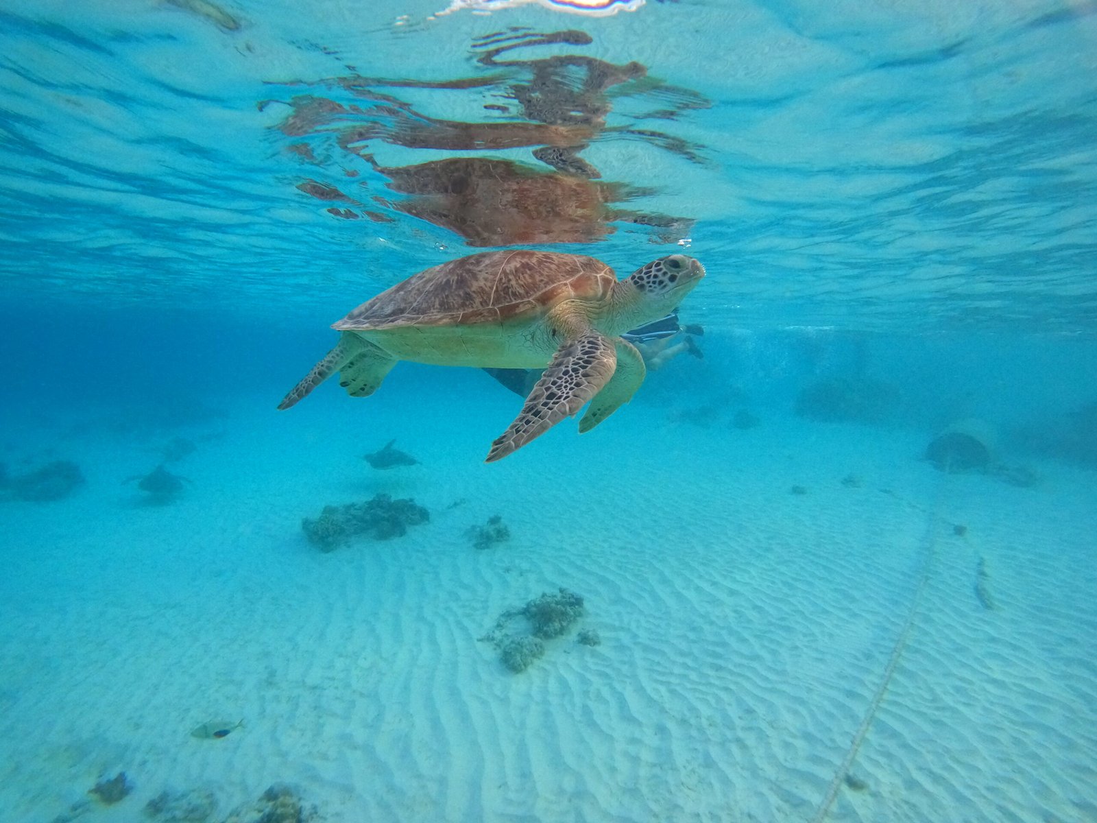 Snorkeling Tour Gili Trawangan