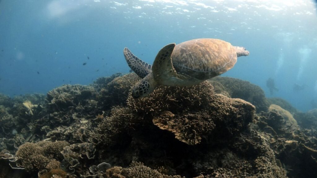 Best snorkeling spot in komodo islands