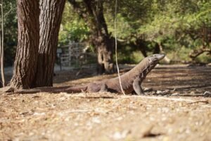 Why Are Komodo Dragons Only Found on Flores Island, Indonesia?