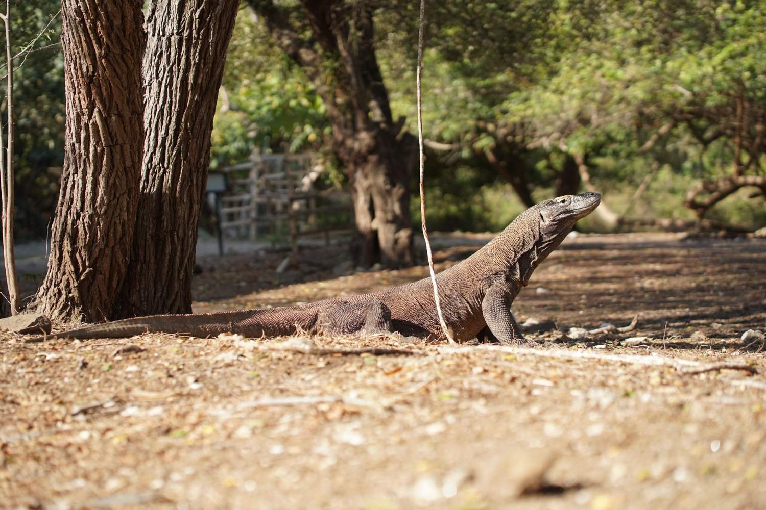 Why Are Komodo Dragons Only Found on Flores Island, Indonesia?