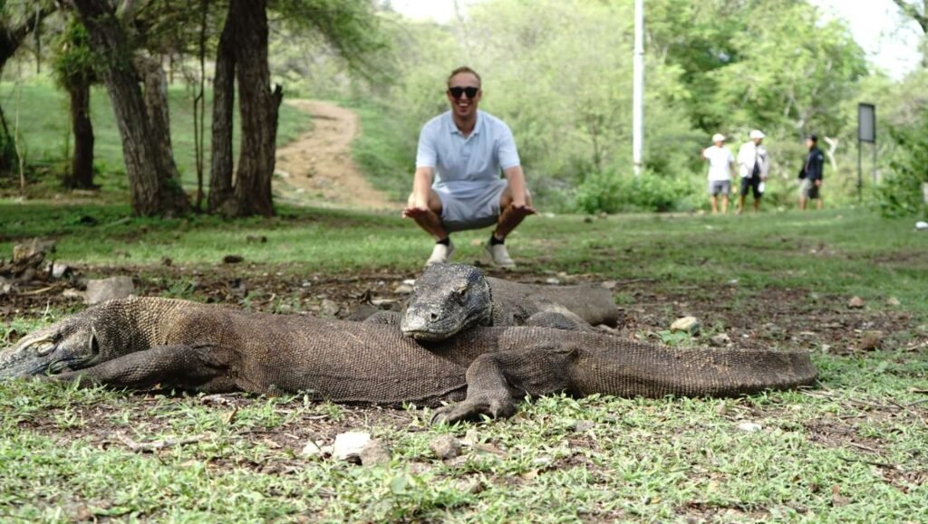 Rinca Island komodo dragon facts rinca islandnd
