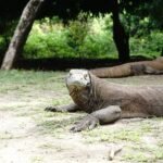 Komodo National Park Visitor limit 2026