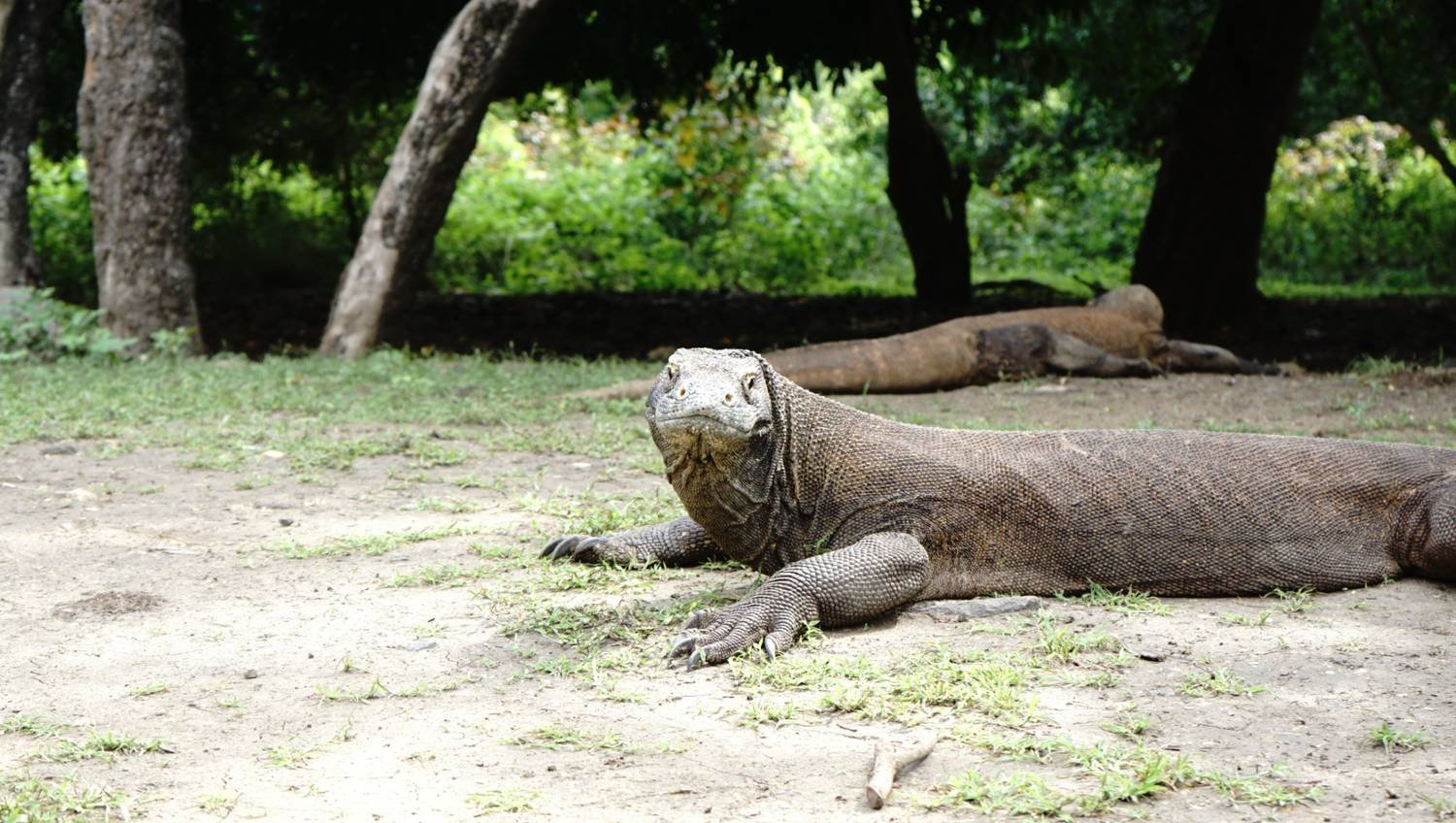 Komodo National Park Visitor limit 2026
